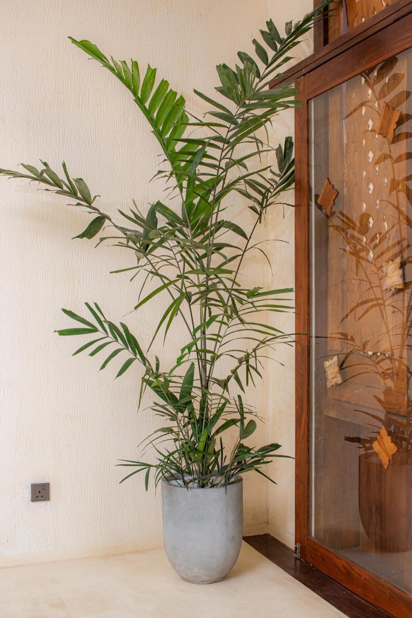 Katunayaka Spicepeek Boutique Hotel Cmb Airport מראה חיצוני תמונה